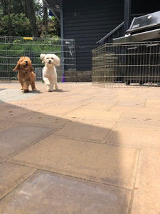 Meet your Posher, Biscuit